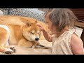 悪いことをしてしまった2歳児に繰り返しごめんねと言われる豆柴