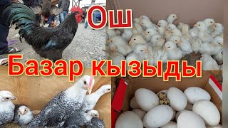 г.Ош тоок базар жөжөлөр көп чыкты.