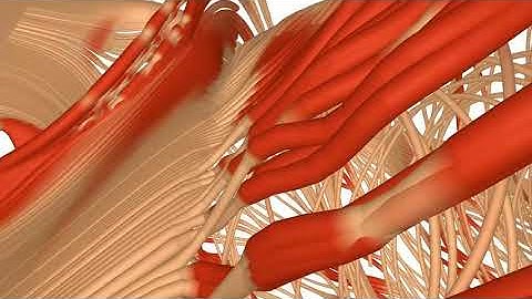 Advanced Rendering of Line Data with Ambient Occlusion and Transparency