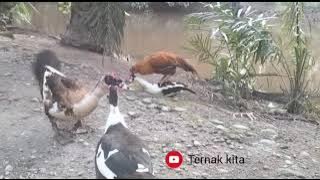 Ternak kita || perkawinan silang ayam dan entok part 1