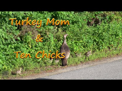 Turkey Mom & Chicks 4k