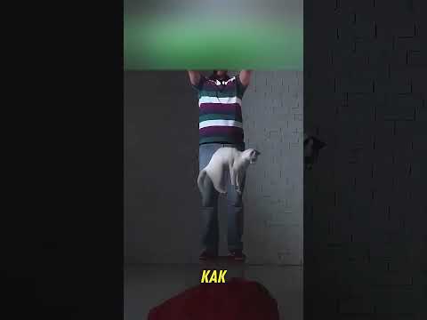 Секрет невероятной живучести кошек 😯 #Shorts