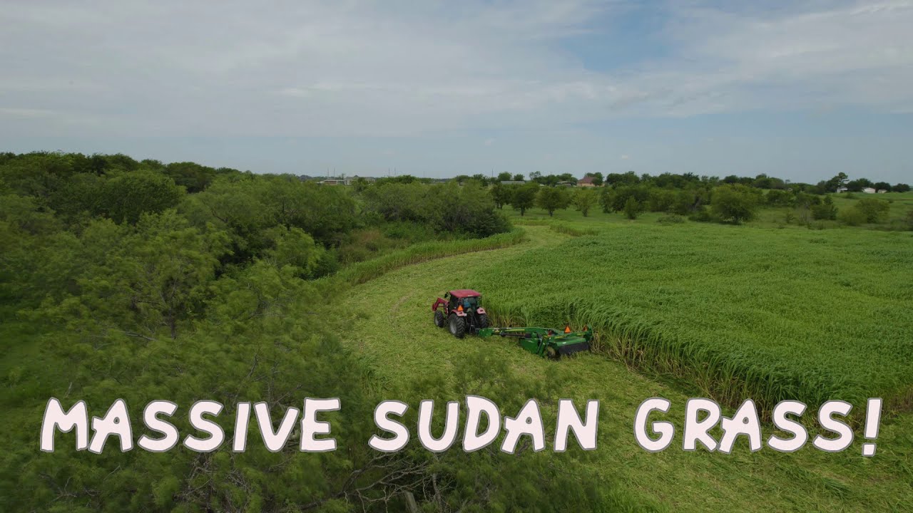 Mowing Sorghum Sudan Grass for Hay! Is that a Coyote?