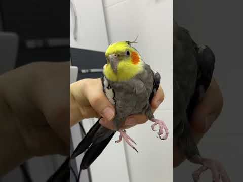 Kuşum duş keyfi yapıyor 🛀🫧🚿 #shortsvideoviral #birb