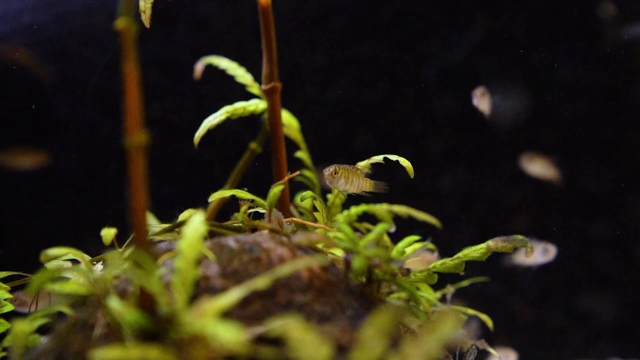 Tiger-Zwergblaubarsch - Dario spec. myanmar