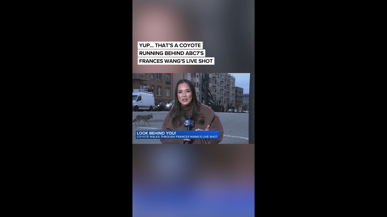 Coyote interrupts ABC7 News reporter's live shot in San Francisco