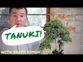 Comment faire un bonsa tanuki
