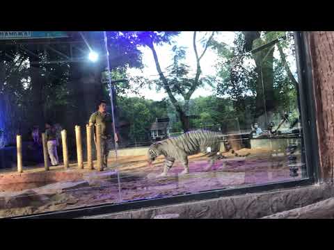 วีดีโอ: สวนสัตว์ฟีนิกซ์: คู่มือฉบับสมบูรณ์