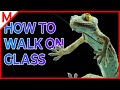 How to walk on glass like a Gecko | M from aniMals