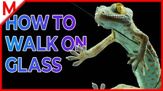 How to walk on glass like a Gecko | M from aniMals