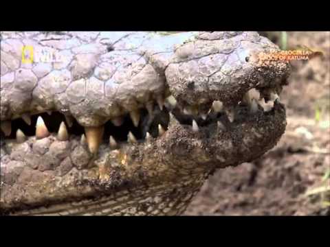 Video: Cách Cá Sấu Sinh Sản