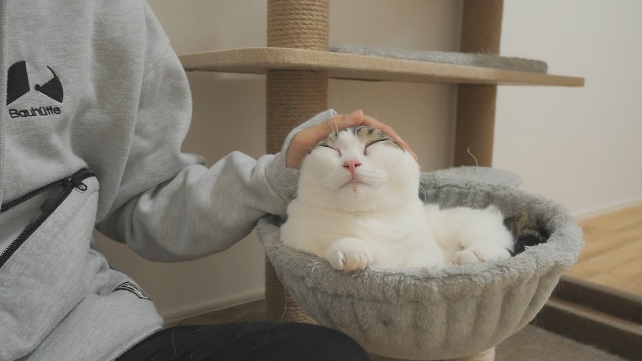 maxresdefault.jpg