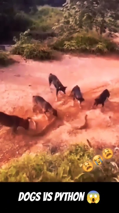 dogs vs python# viral shorts #viralshort - YouTube