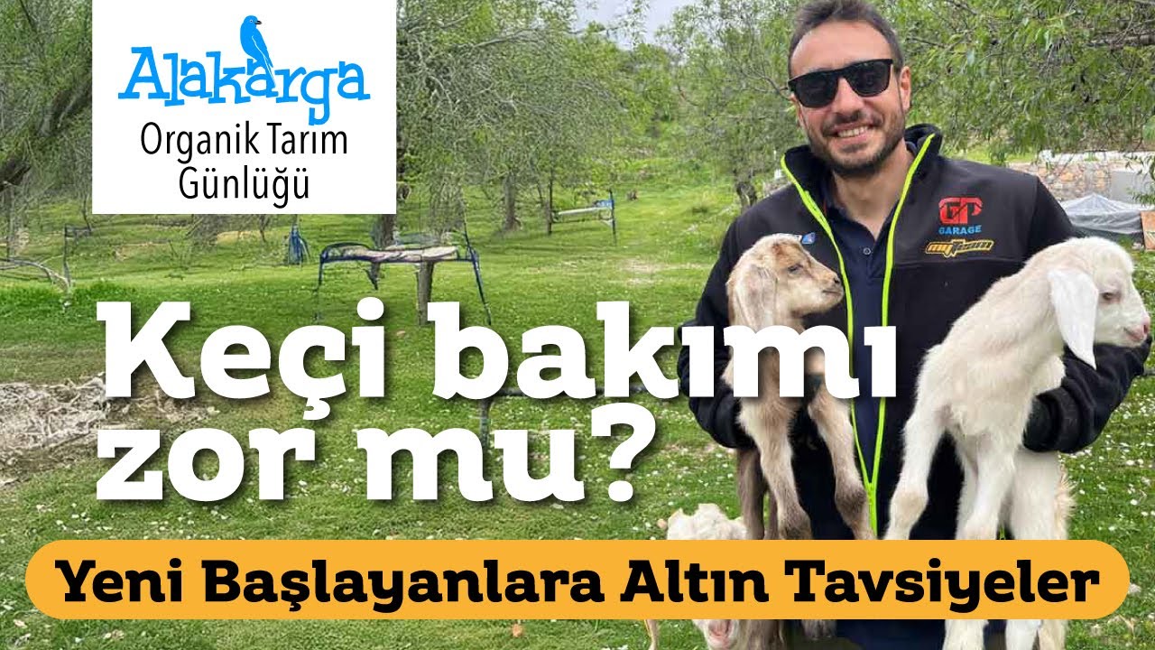 Keçi Yetiştirme/Keçi Nasıl Beslenmeli [2025]