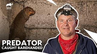 Turtleman vs Deadly Predator | Call of the Wildman S2 Ep4 | Animal Planet India