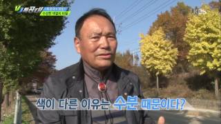 VJ 특공대 - 수상한 색깔의 비밀, 같은 길 다른 색의 은행나무!. 20161118