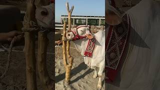 Gulabi Bull Qurbani Collection 2024♥️? bull cowvideos bakramandi bakraeid shorts viral