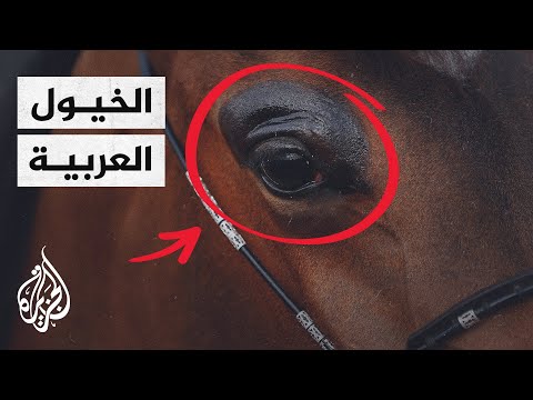 ما التحديات التي تواجه مربي الخيول العربية الأصيلة؟