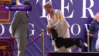 Basset Hounds | Breed Judging 2024