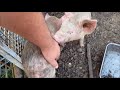 Homesteading - Even Bacon Seeds Need Scritches