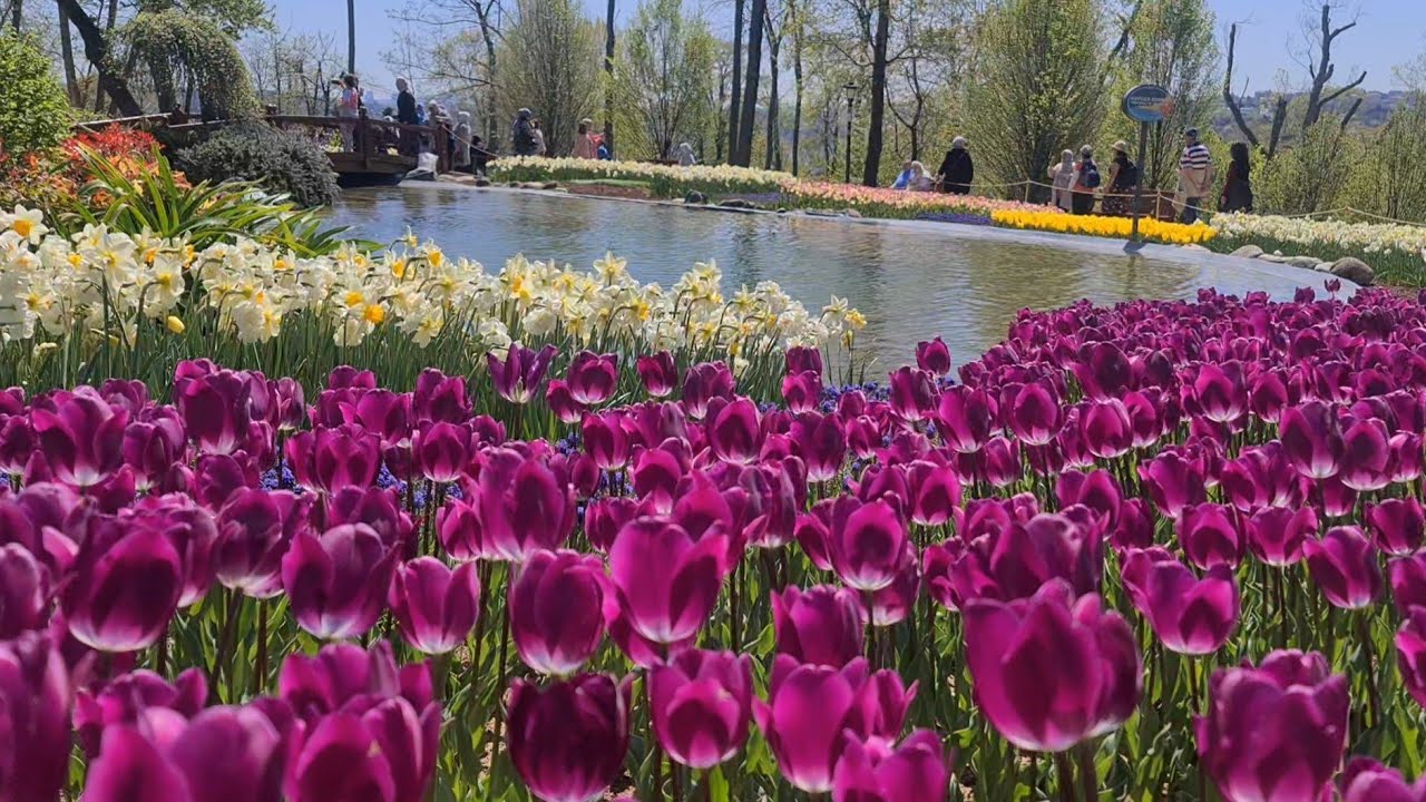 Laleler Ile Emirgan Korusu'nun En Güzel Hali