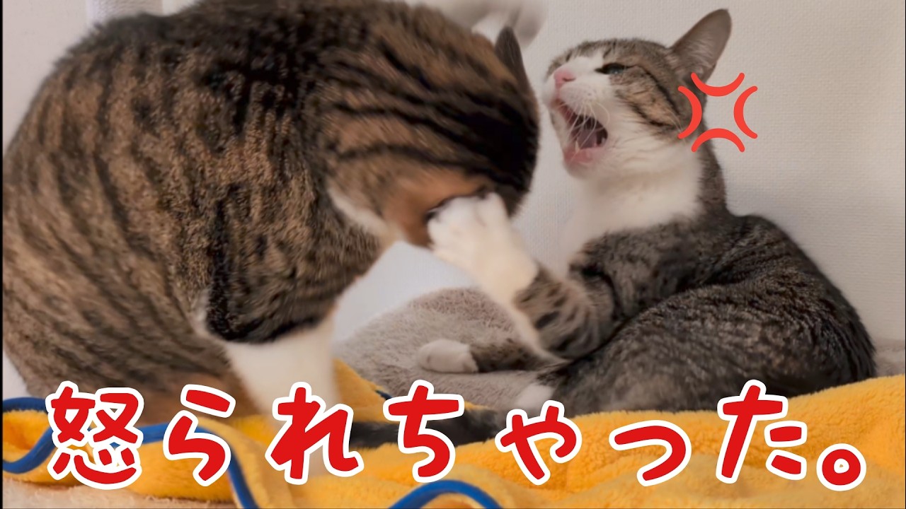 しつこすぎて怒られちゃった！ vol.1515 - YouTube