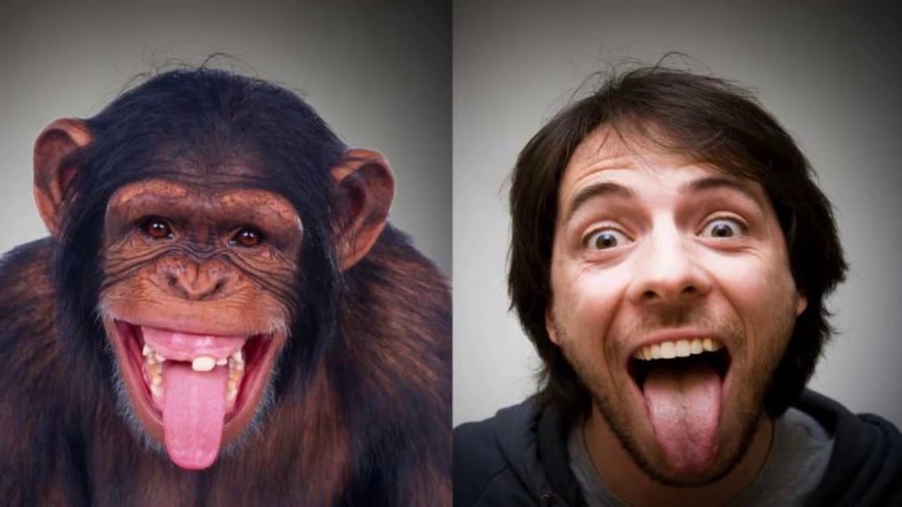 Шимпанзе отличается от человека. Шимпанзе и человек. Сходство человека и обезьяны. Люди похожие на обезьян болезнь.