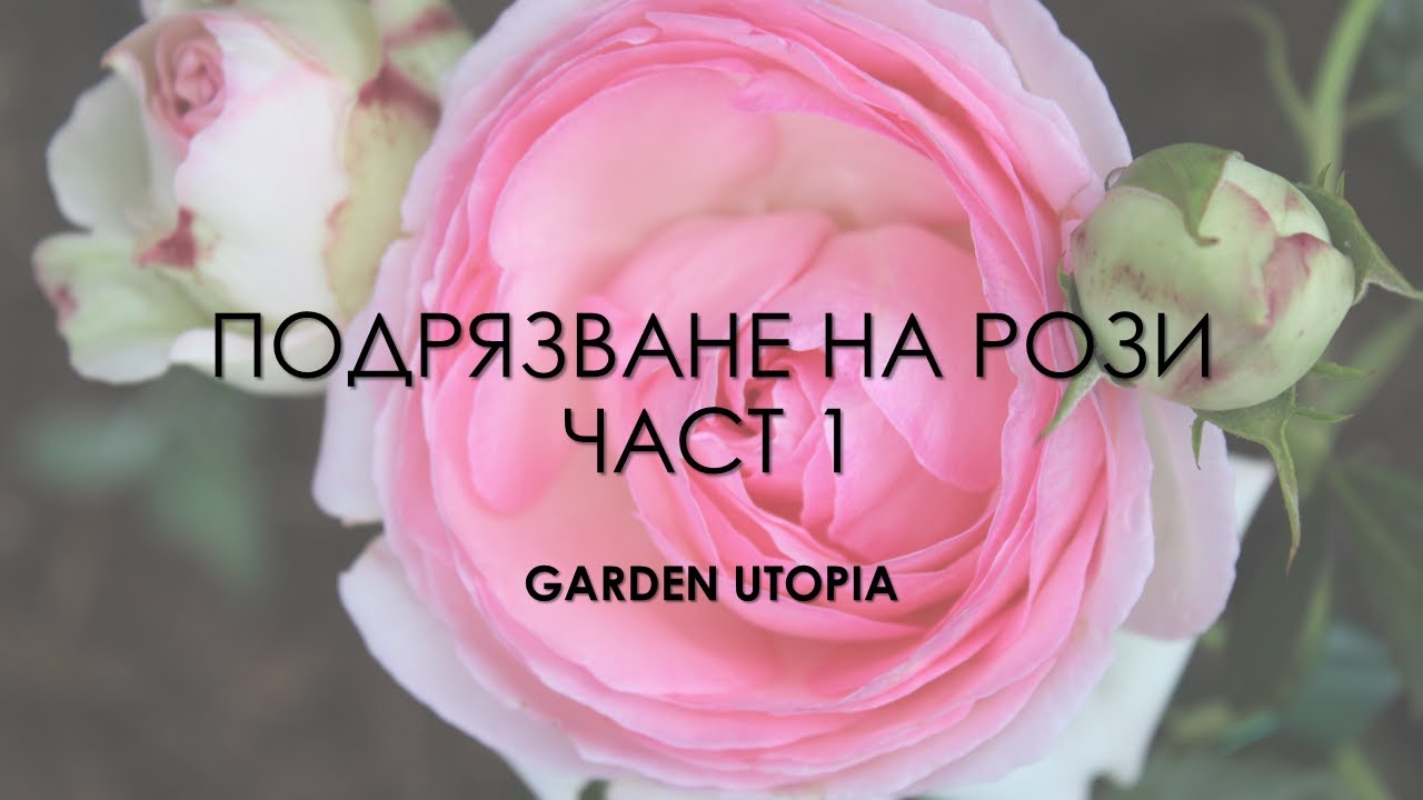 Подрязване на рози през пролетта. Катерливи, храстовидни, бордюрни. Част 1.