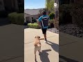 Adorable delivery dog helps carry packages