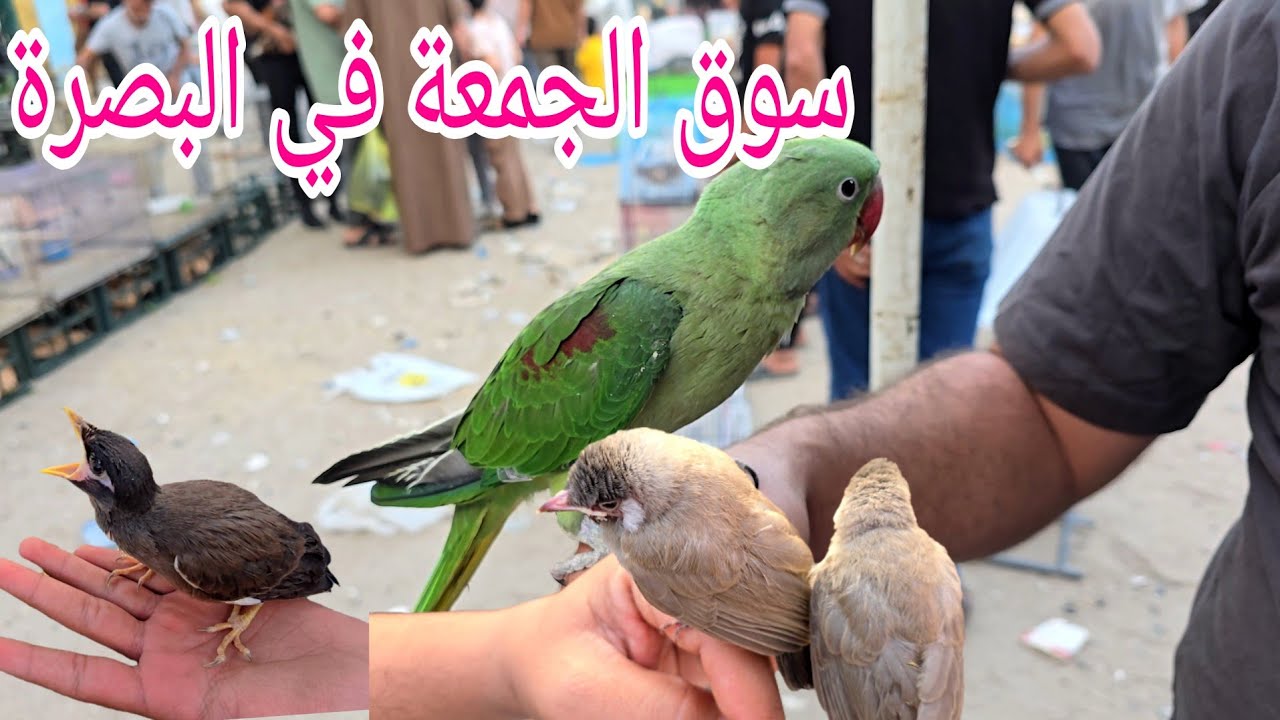 سوق الجمعة في البصرة افراخ البلابل والمينة وطيور أخرى#أحمد_مهدي