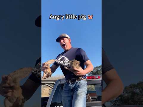 Cute pig 🐷#pig#funny#funnyvideo#cute#pets#fyp#foryou