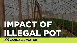 The dirty side to pot l A look at the crackdown on illegal growers and the environmental impact