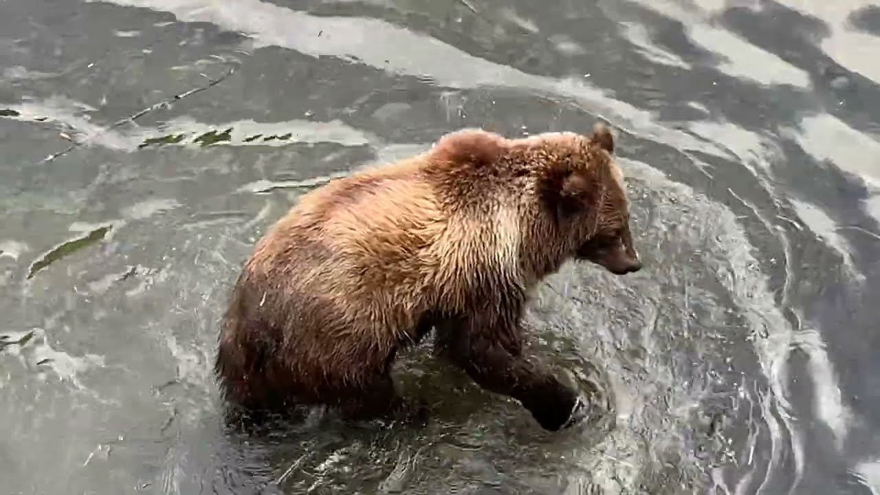 Our First Cruise Alaska & Canada 2019 | Bear Sanctuary | Glacier 