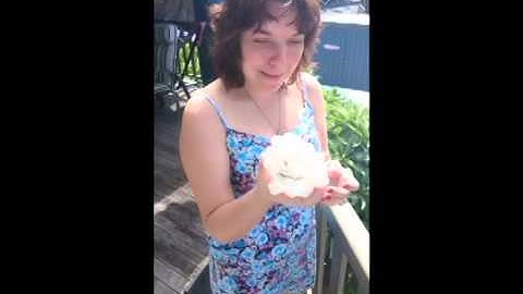 Egg Drop Experiment Griffith University