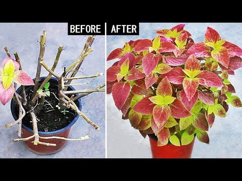 Βίντεο: Crushed Velvet Plant Care - Growing A Crushed Velvet Dusty Miller
