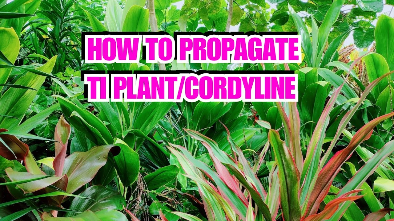 HOW TO PROPAGATE TI PLANT/CORDYLINE IN VERY EASY WAY YouTube