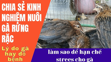 Gà rừng rặc 47 ngày tuổi ||Gà rừng tây bắc