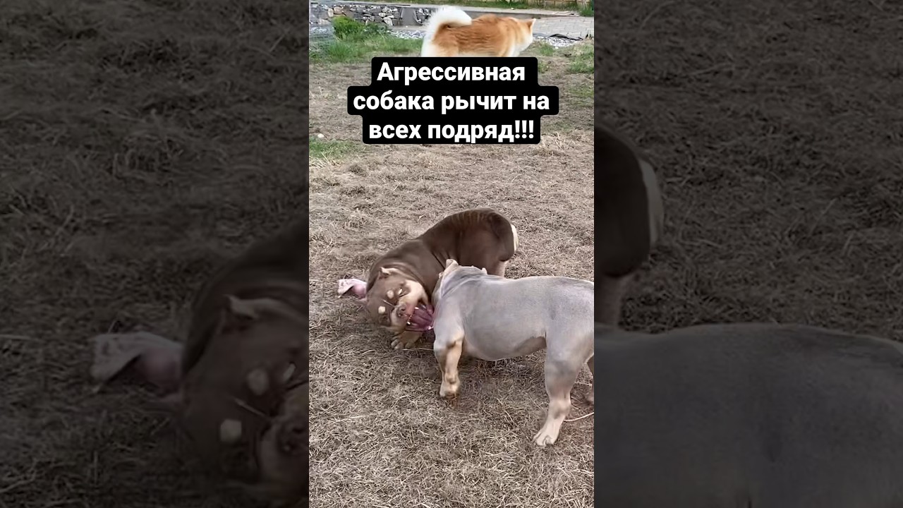 Агрессивный амбуль кидается на всех подряд!!! Коррекция пищевой агрессии. Беляш - злая собака