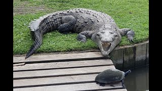 Konfuzus At Gatorland