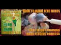 HOW TO HAND FEED LOVEBIRDS BABY TO FREE FLIGHT / HOW TO MAKE HOMEMADE HAND FEEDING FORMULA