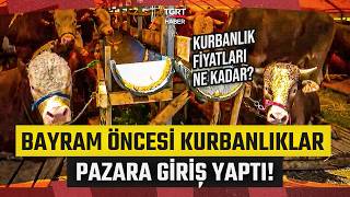 İstanbul’da Bayram Öncesi Kurbanlıklar Pazara Giriş Yaptı Kurban Alırken Nelere Dikkat Edilmeli?