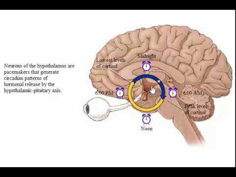System Endocrine The Hypothalamic Pituitary Axis