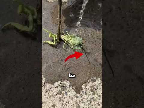 هل توقعت أن الماء ينقذ حياة الحشرة