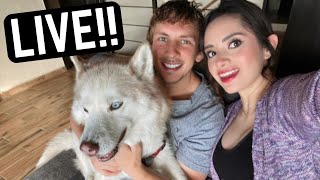 What's new with Tangerine Travels! + Live Q&A