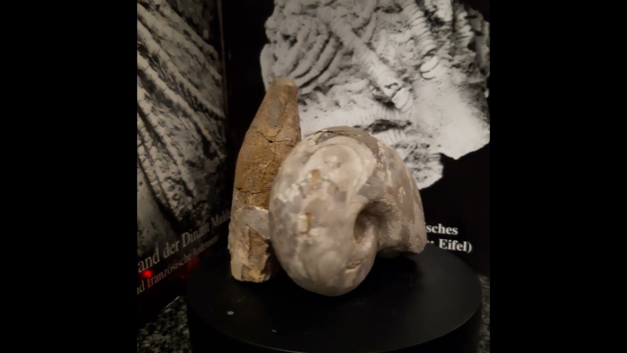 Manticoceras intumescens und Gomphoceras aus dem Adorfium des Sauerlandes