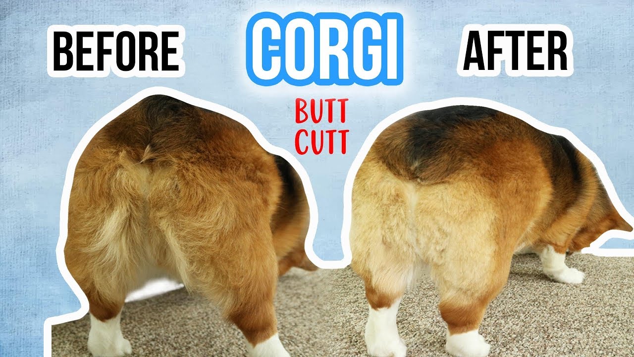 Corgi Butt Trim at Home! - YouTube