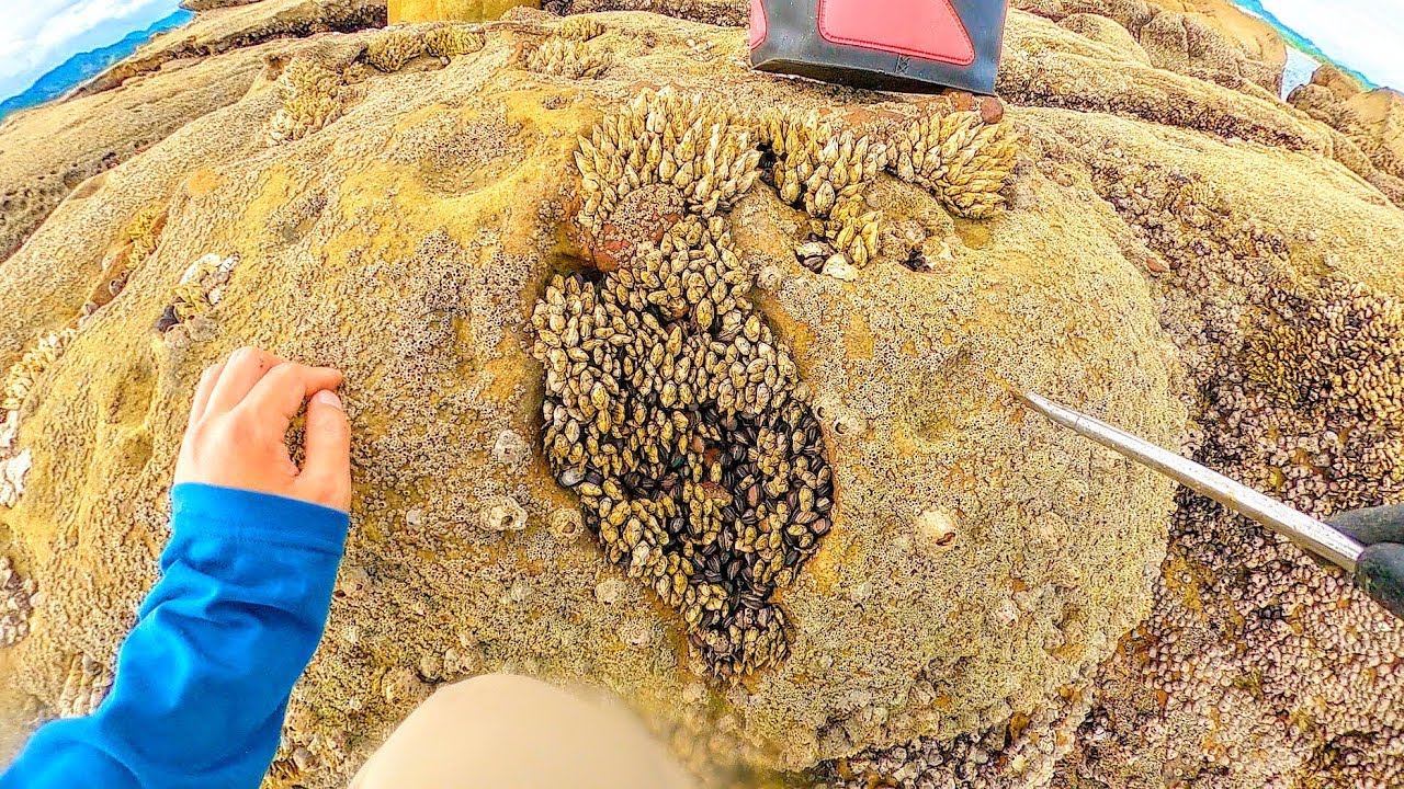 Я живу в портовом городе и живу, поймав рыбу бесплатной приманкой.