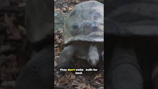 30s of Tortoise Facts You’ll Love !