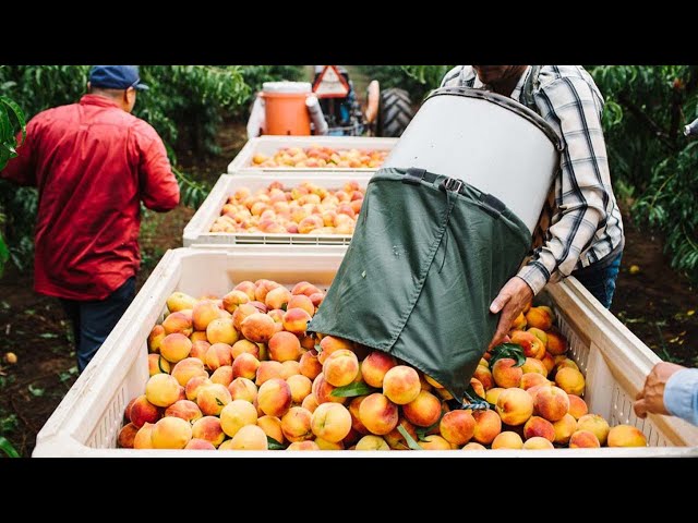 How American Farmers Produce Billions Of Peaches - Amreican Farming class=