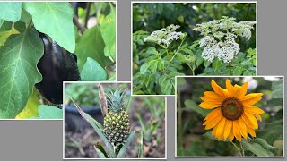 My Florida Garden